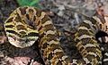 Image 5Eastern hognose hooding. (from Snake)