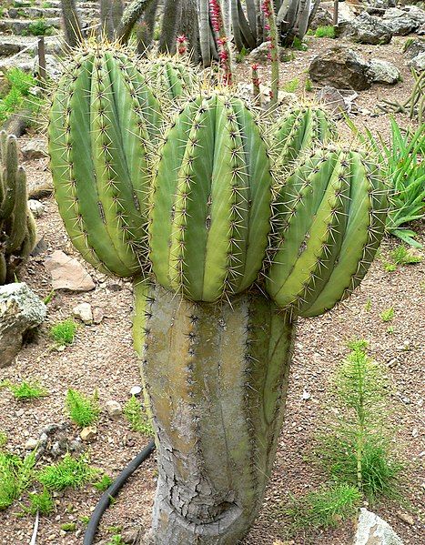 File:Echinopsis terscheckii 1.jpg