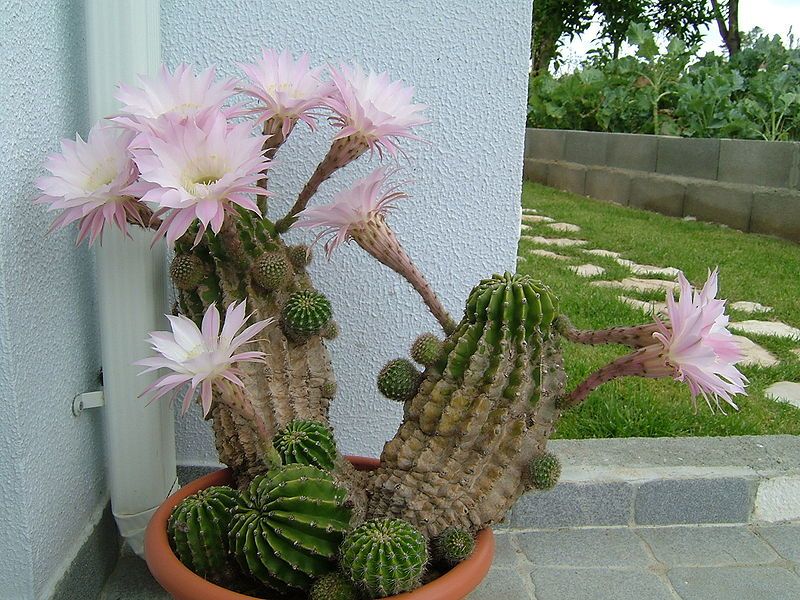 File:Echinopsis werdermannii 1.jpg