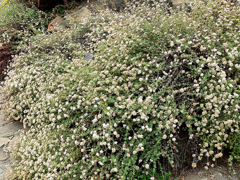 File:Eriogonum parvifolium 1.jpg