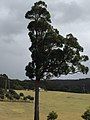 Eucalyptus globoidea habit near Bermagui