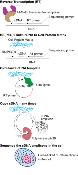 File:FISSEQ schematic.png