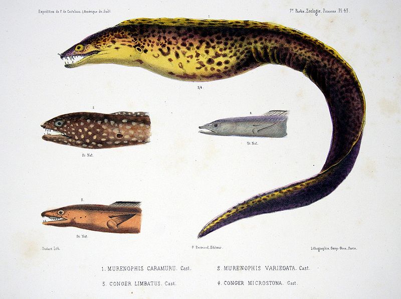 File:F de Castelnau-poissonsPl43.jpg