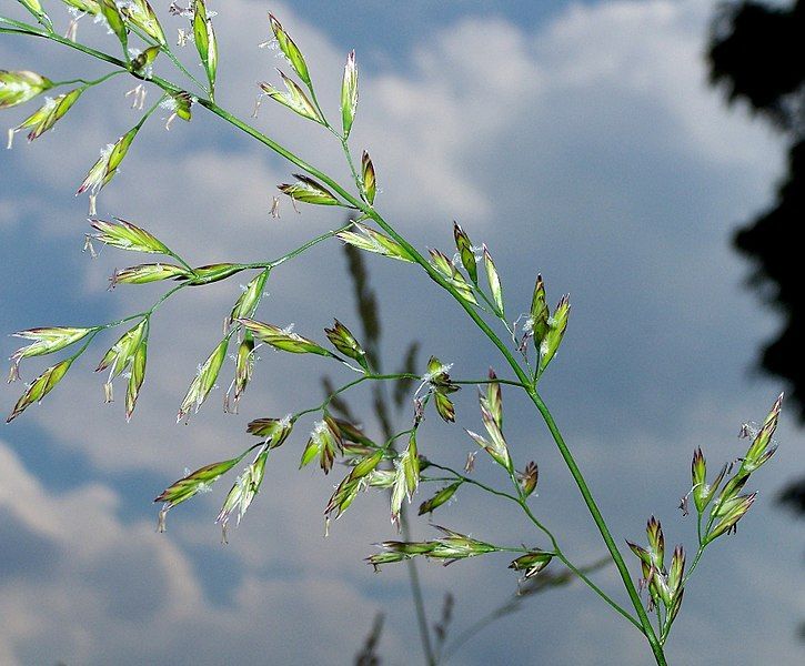 File:Fescue 9029 2.jpg