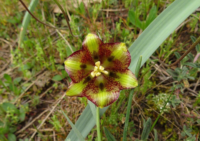 File:Fritillaria lusitanica 2601.jpg