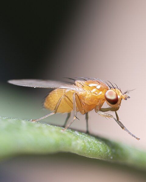 File:FruitFly macrogiants B.jpg