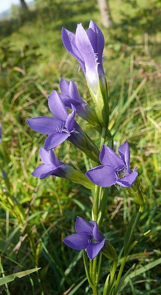 File:Gentianopsis ciliata 150907.jpg