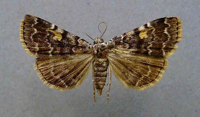 File:Idia calvaria.jpg