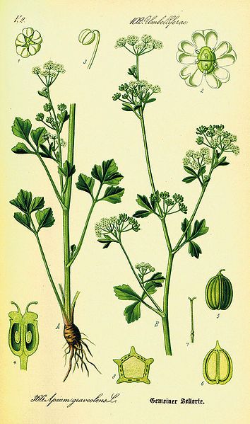 File:Illustration Apium graveolens0.jpg