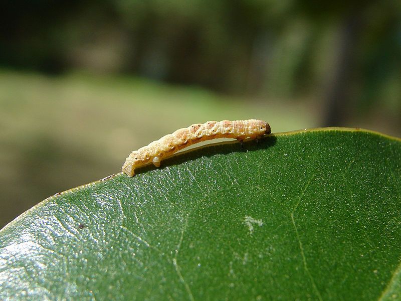 File:Inchworm.jpg