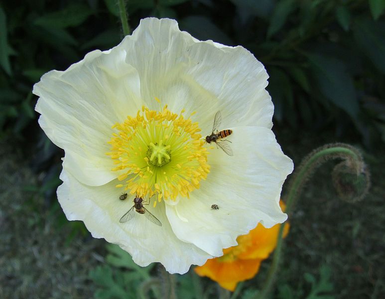 File:Isländischer Mohn.jpg