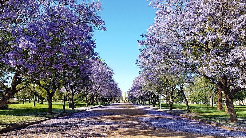 File:Jacaranda avenue Dubbo.jpg