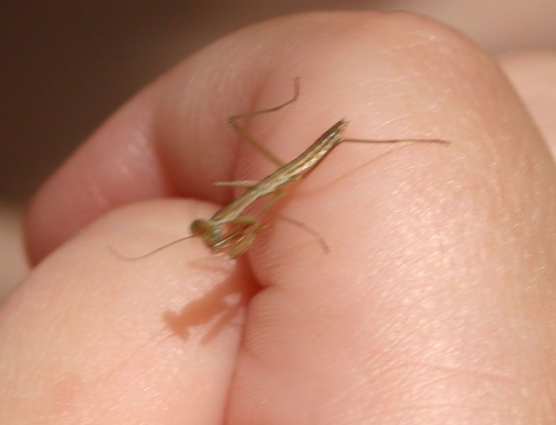 File:Juv chinese mantis.jpg