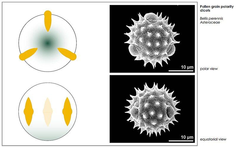 File:Kinds of pollen.jpg