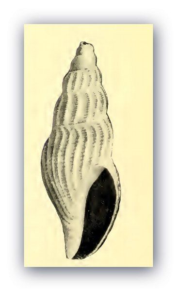 File:Kurtziella plumbea 001.jpg