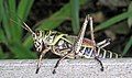 Giant grasshopper near the Sabine River.