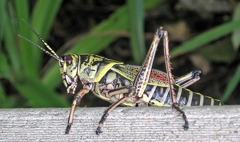 File:LAgrasshopper.jpg