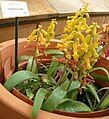 Lachenalia aloides, Kirstenbosch Botanical Garden