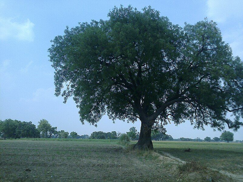 File:Large Neem Tree.jpg