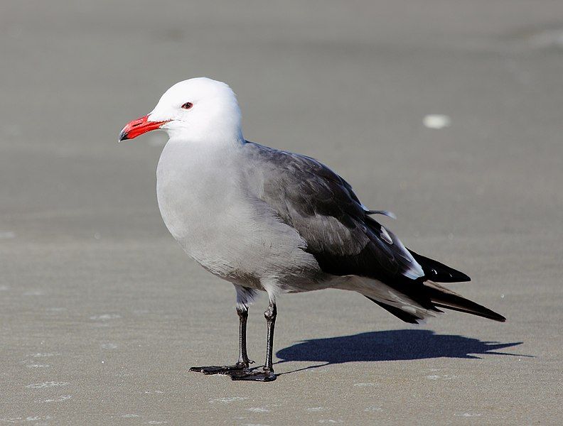 File:Larus heermanni13.JPG