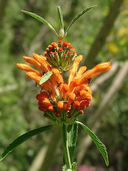 File:Leonotis leonurus flower.jpg