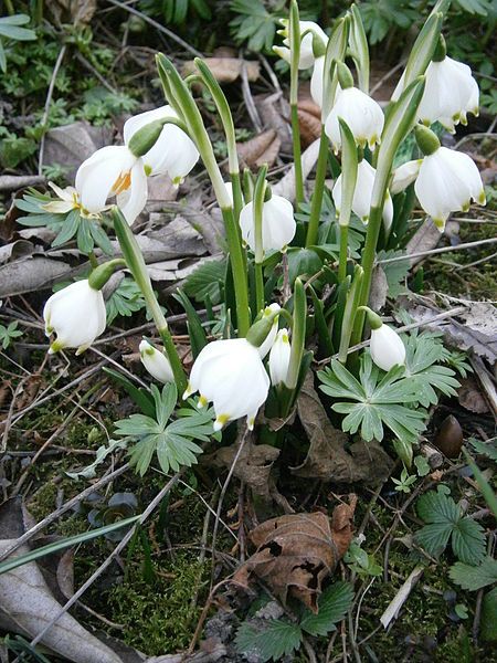 File:Leucojum vernum004.jpg