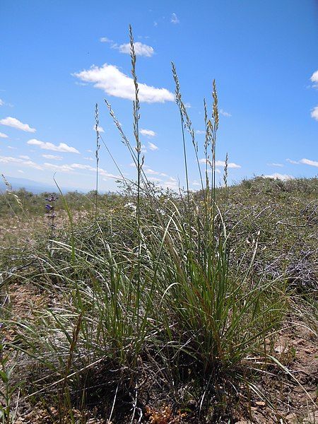 File:Leucopoa kingii.jpg