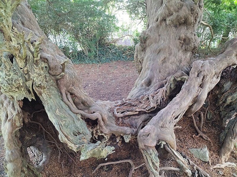 File:Llangernyw Yew close-up.jpg