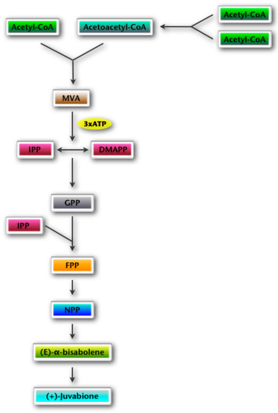 File:MVA pathway.png