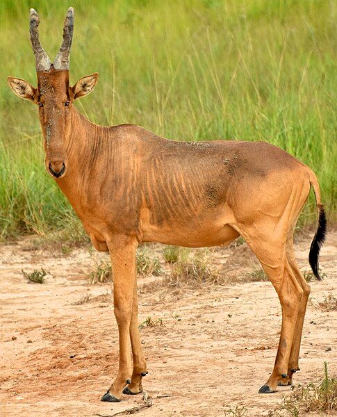 File:Male Jackson's hartebeest.jpg