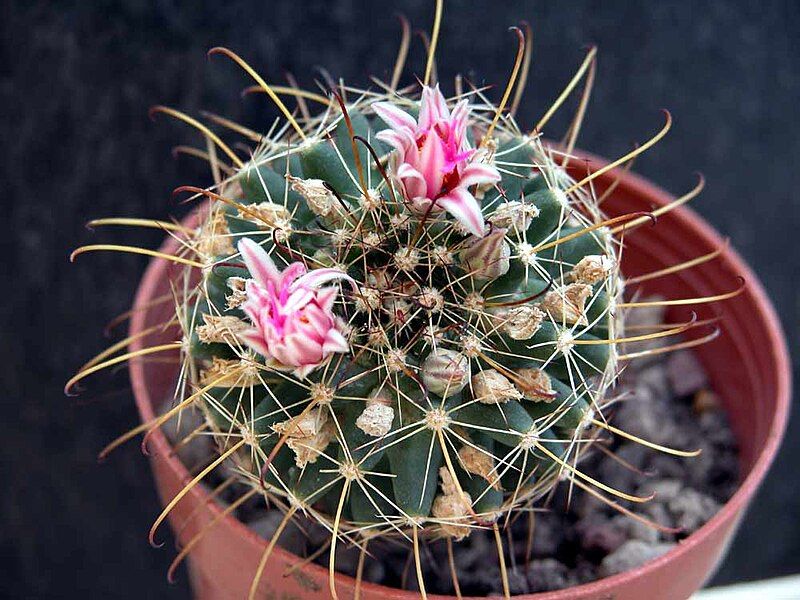 File:Mammillaria mainiae.jpg