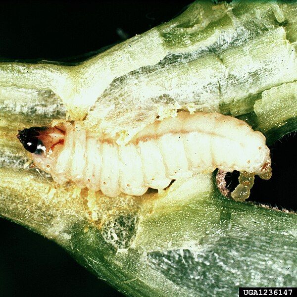 File:Melittia cucurbitae larva.jpg