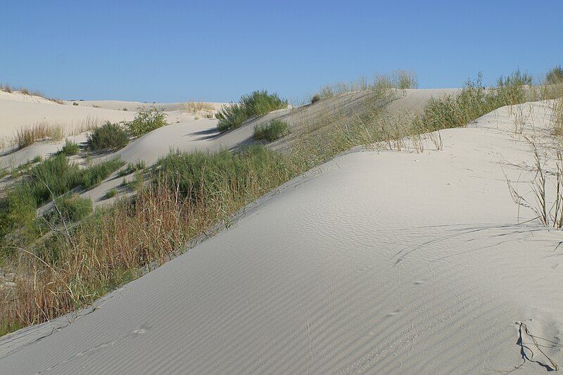 File:Monahans Sandhills 2009.jpg