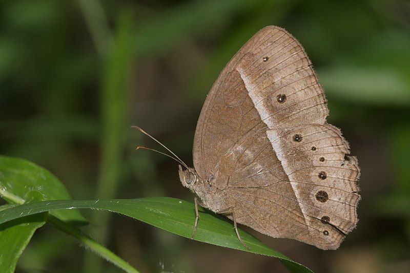 File:Mycalesis mineus-Kadavoor-2016-04-02-001.jpg