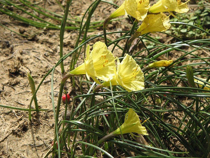 File:Narcissus romieuxii5.jpg