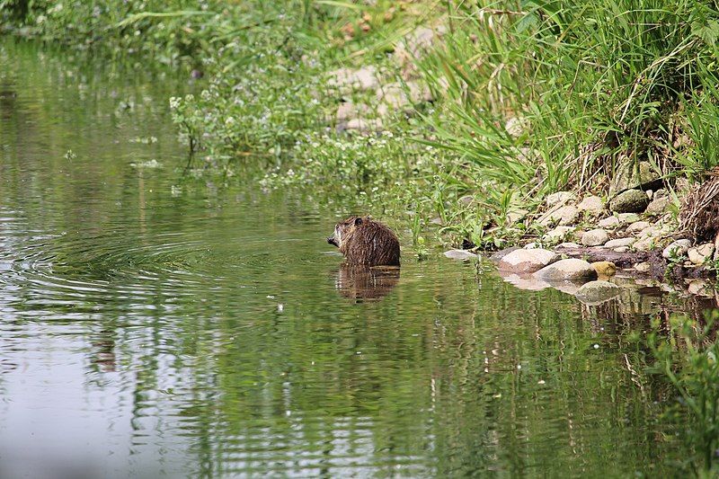 File:Nutria-Otter.jpg