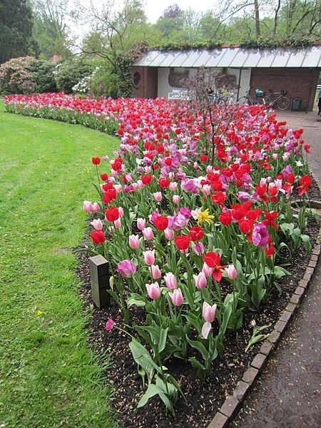 File:OL Schlossgarten Tulpenbeet.JPG