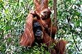 Image 115Sumatran orangutan mother and child in Mount Leuser National Park, North Sumatra (from Tourism in Indonesia)