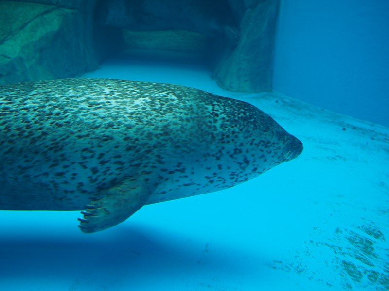 File:Oga Aquarium 23.jpg