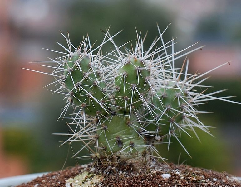 File:Opuntia armata.jpg