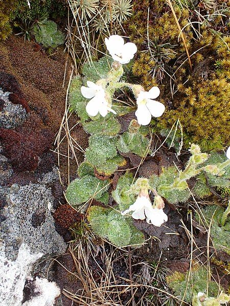 File:Ourisia confertifolia 342034573.jpeg