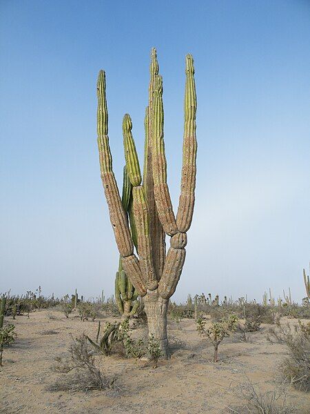 File:Pachycereus pringlei (5782057703).jpg