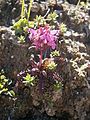 Pedicularis rosea subsp. allionii