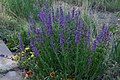 Rocky Mountain penstemon