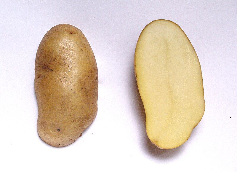 File:Potato cv MayQueen.jpg