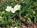 Potentilla alba close-up