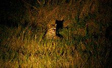 A fishing cat seen at night in a grassy habitat in Nepal. It is sitting down and its eyes are shining.