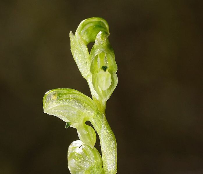 File:Pterostylis cycnocephala (close).jpg