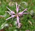 Ragged robin (Lychnis flos-cuculi)