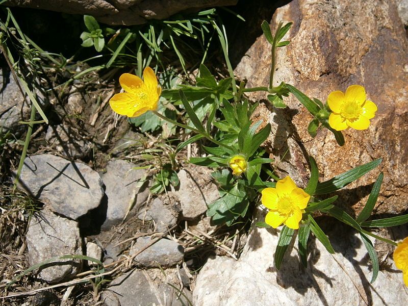 File:Ranunculus montanus 002.jpg